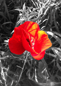 Fleur &eacute;clatante dans un jardin d'&eacute;t&eacute;